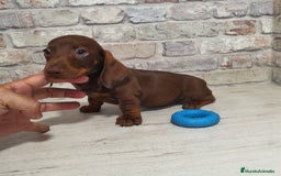 Teckel Miniatura perros en venta: Teckel mini chocolate  - Imagen 3