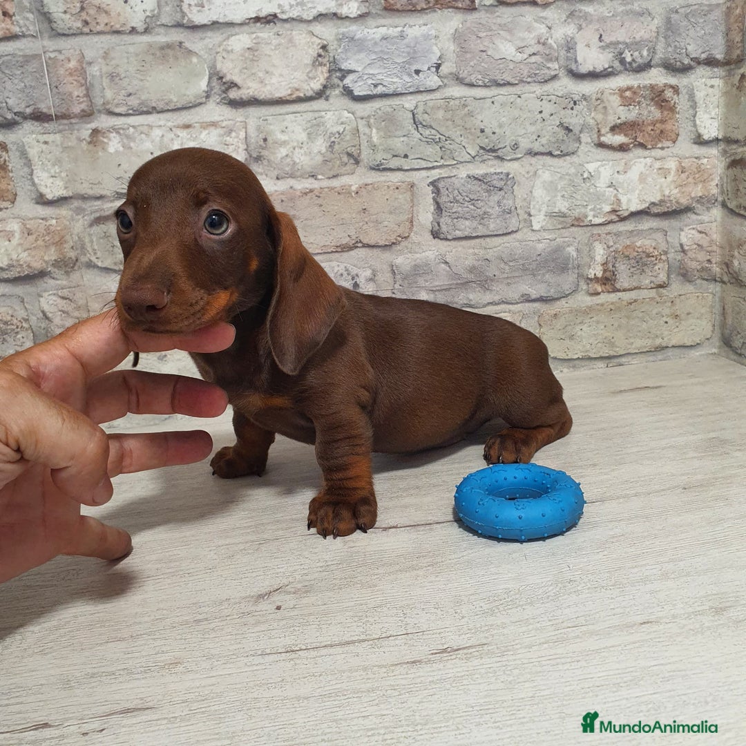 Teckel Miniatura perros en venta: Teckel mini chocolate  - Imagen 3