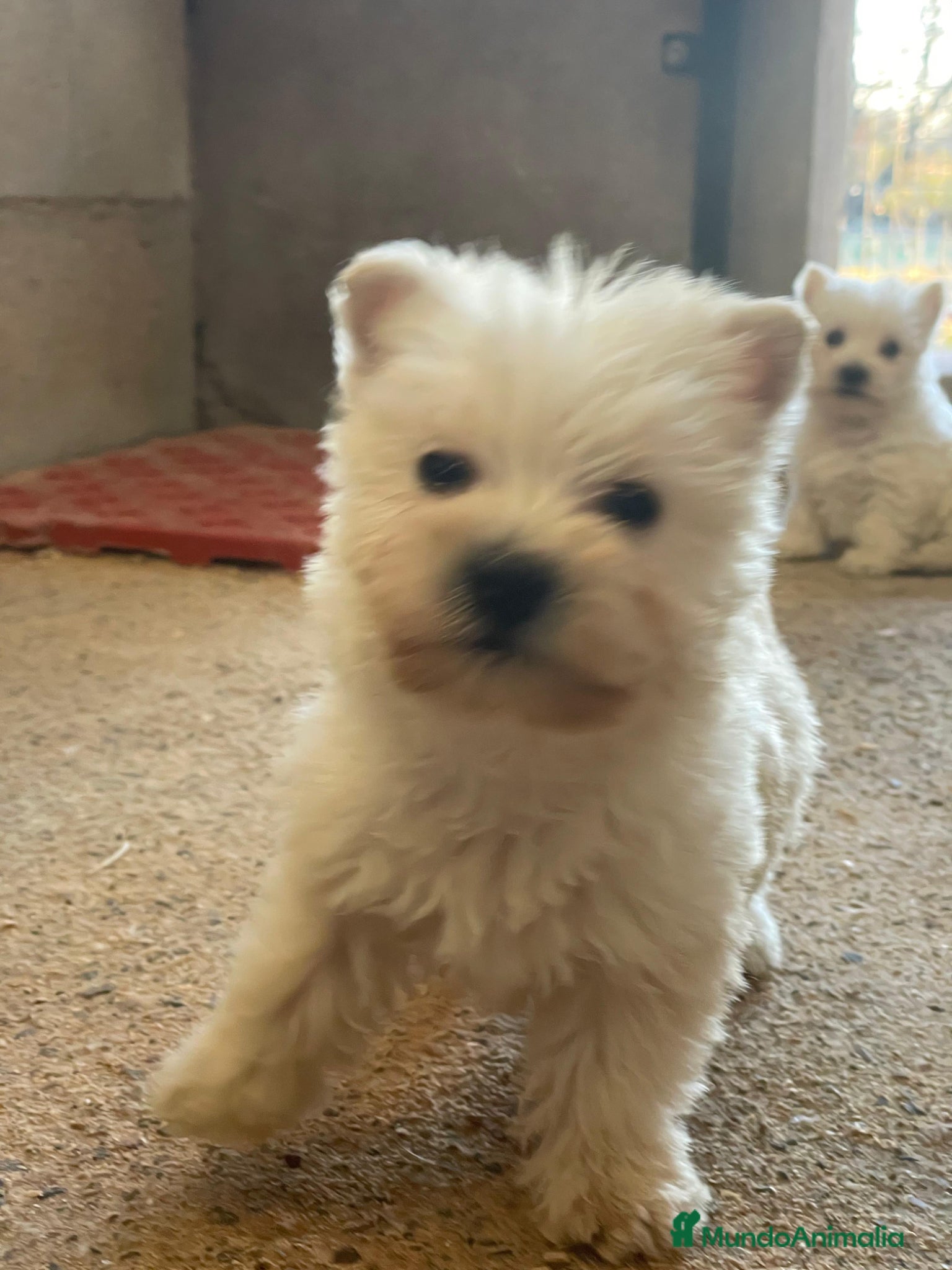 West Highland White Terrier perros Westy - Anuncio 1
