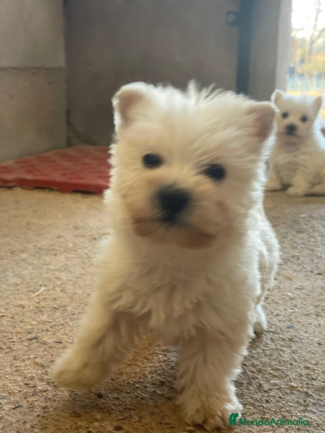 West Highland White Terrier perros en venta: Westy - Anuncio 1