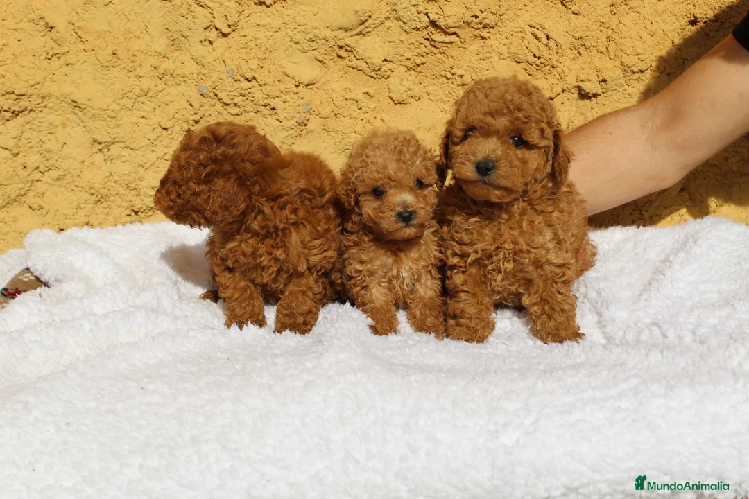 Caniche Enano perros en venta: Caniche enano rojo  - Anuncio 1