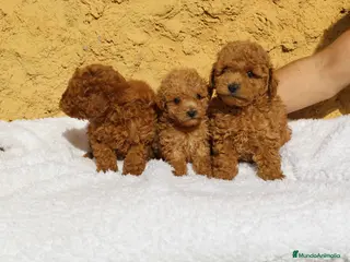 Caniche Enano perros Caniche enano rojo - Anuncio 1