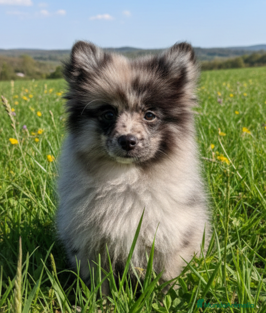 Pomsky perros Pomsky  - Anuncio 1