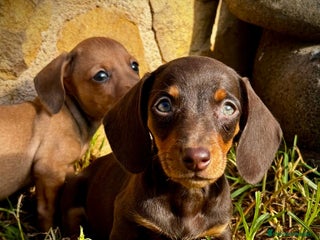 Teckel Miniatura perros en Illes Balears - Anuncio 10