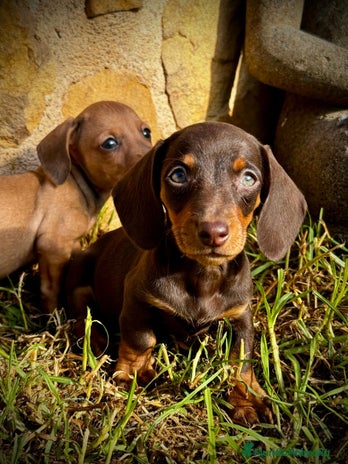 Teckel Miniatura perros en Illes Balears - Anuncio 3