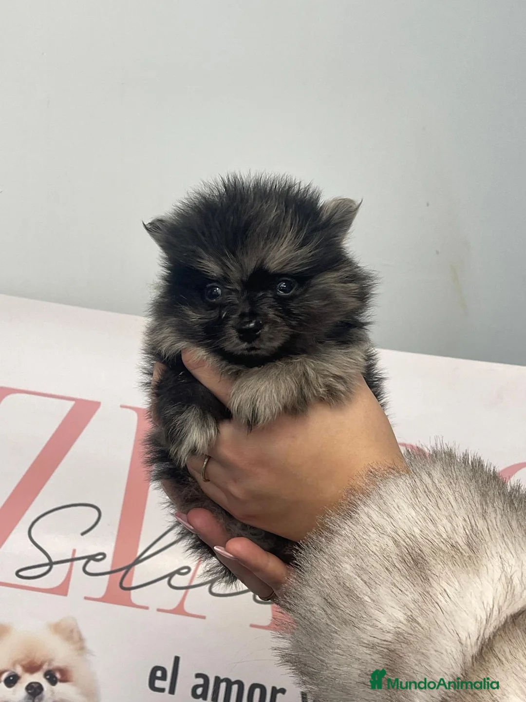 Pomerania perros en venta: Pomerania exótico merle exclusivo - Anuncio 1