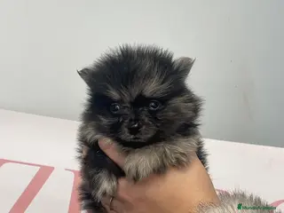 Pomerania perros Pomerania exótico merle exclusivo - Anuncio 1