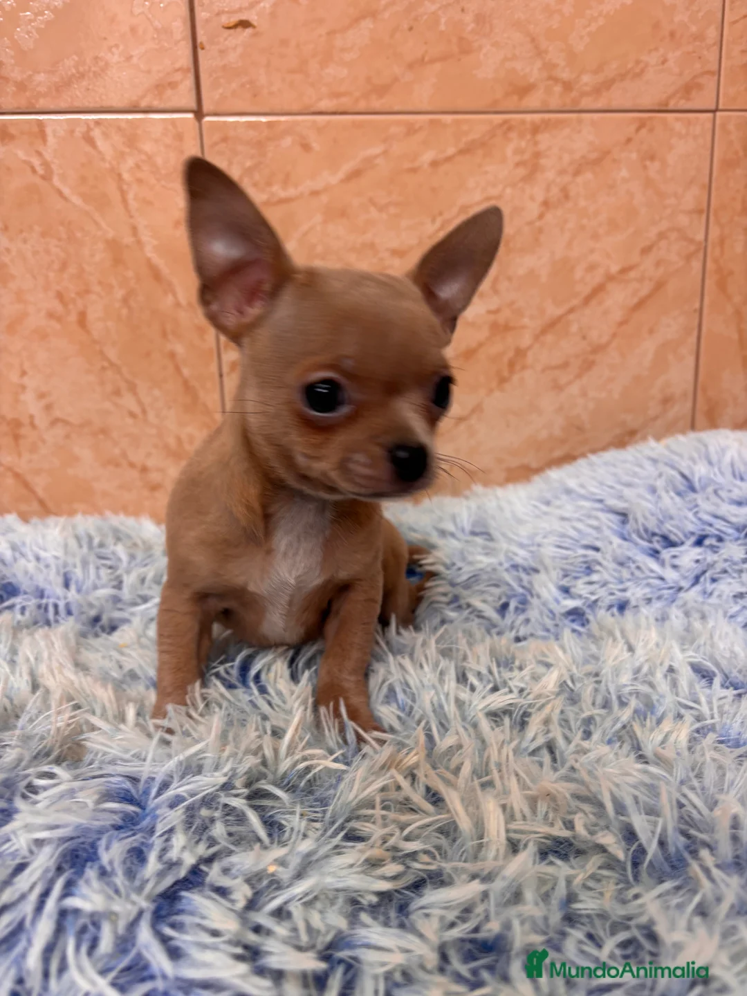 Chihuahua perros en venta: CHIHUAHUAS - Anuncio 9