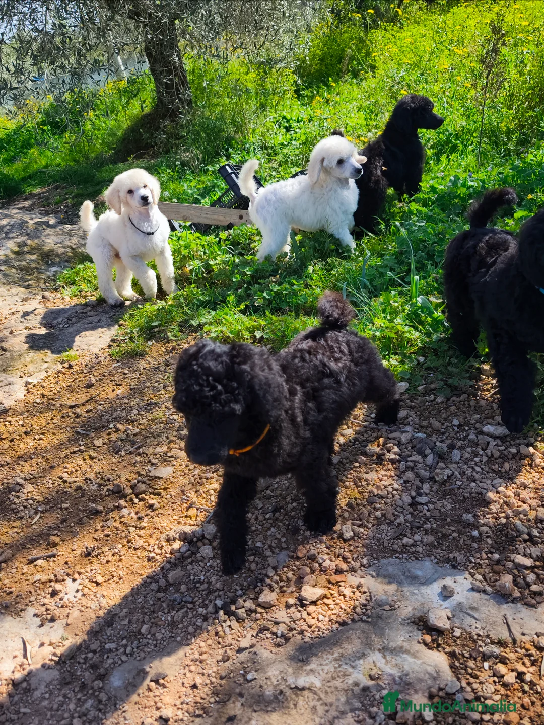Caniche Gigante perros en venta: Cachorro caniche gigante  - Anuncio 21