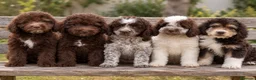 Perro de Agua Español perros en venta: CACHORROS DE PERRO DE AGUA ESPAÑOL! 🤍🐾 - Anuncio 1