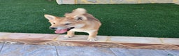 Shiba Inu perros en venta: SHIBA INU - Anuncio 9