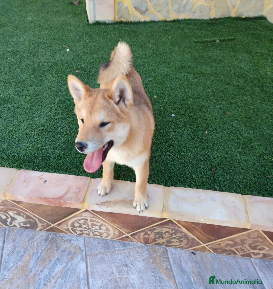 Shiba Inu perros en venta: SHIBA INU - Anuncio 9