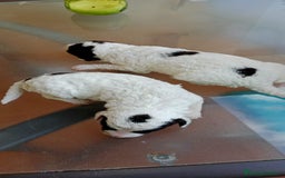 Perro de Agua Español perros en venta: Hembras PDAE - Imagen 5