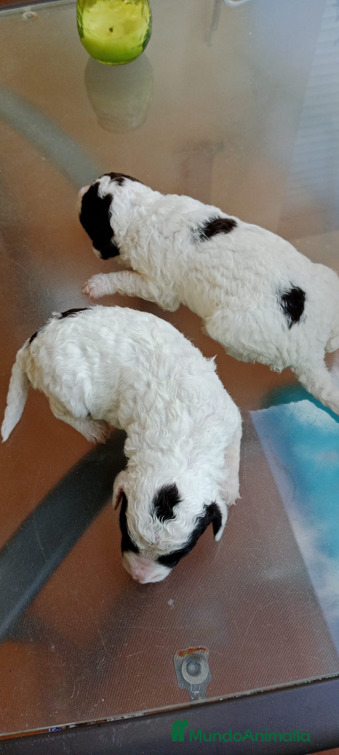 Perro de Agua Español perros en venta: Hembras PDAE - Imagen 5