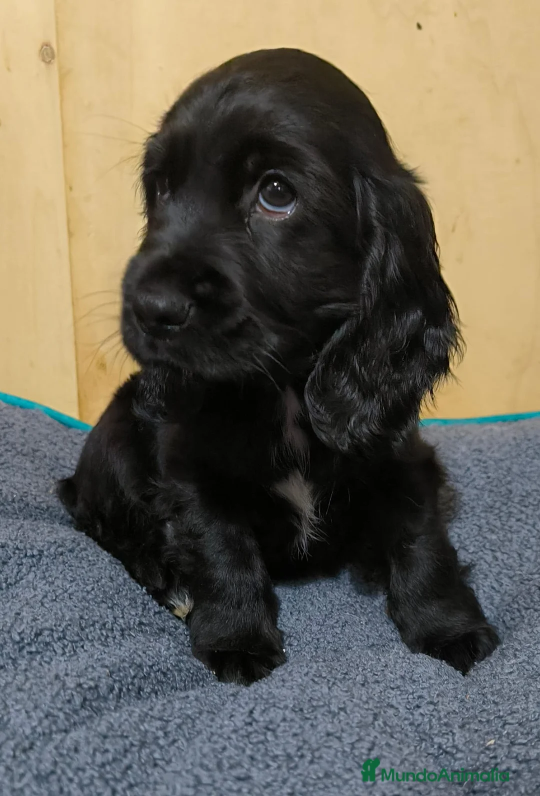 Cocker Spaniel Inglés perros en venta: Camada de Cocker en Madrid en Madrid - Anuncio 11