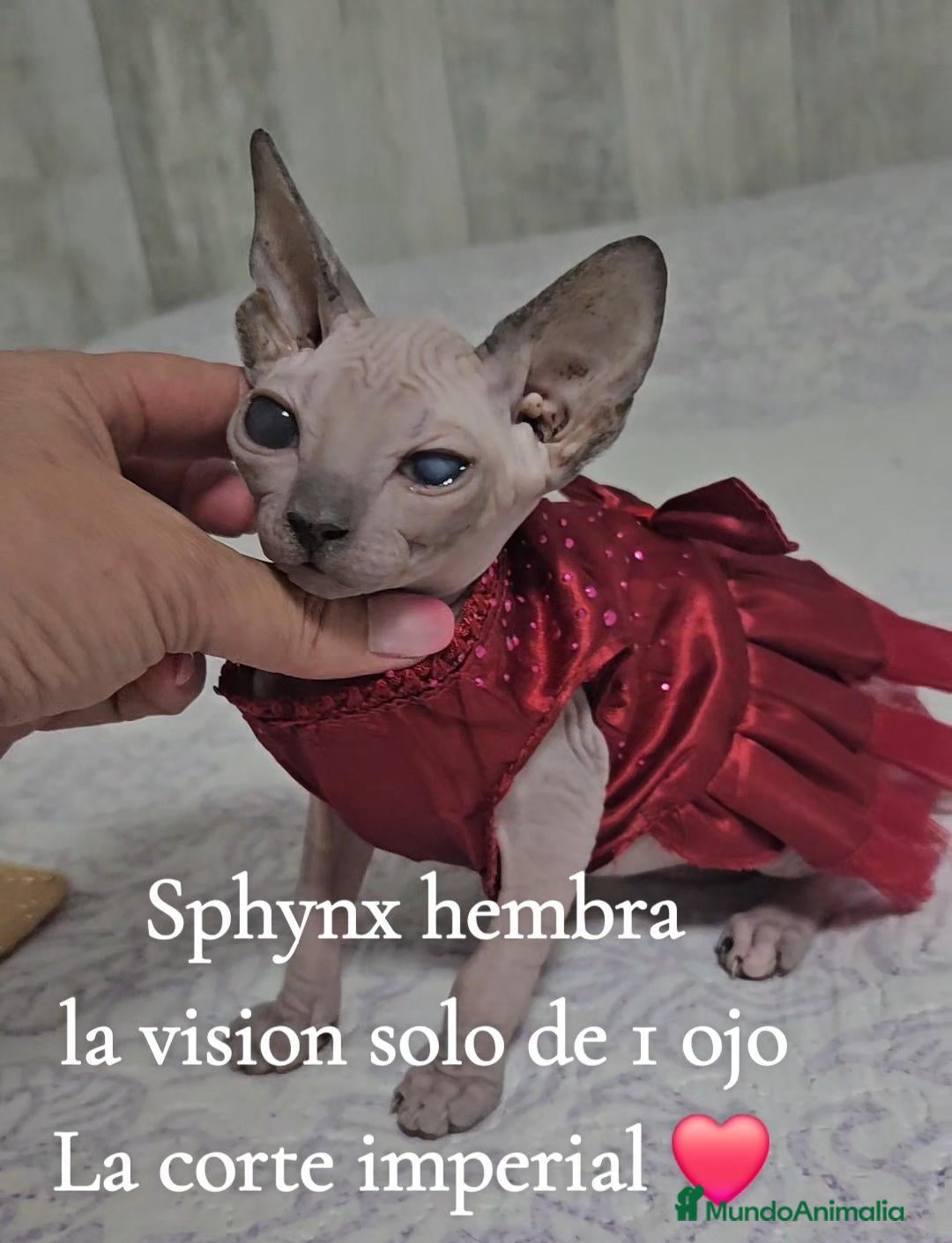 Sphynx gatos Sphynx - Anuncio 1