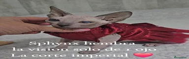 Sphynx 1