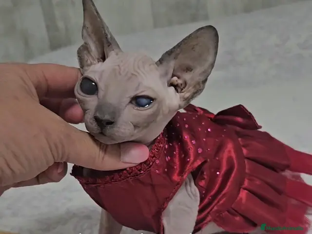 Sphynx gatos Sphynx - Anuncio 12