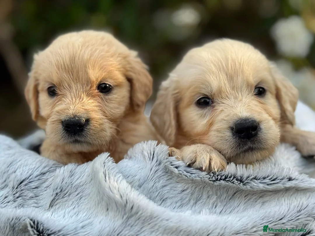 Golden Retriever perros en venta: macho disponible  - Anuncio 2