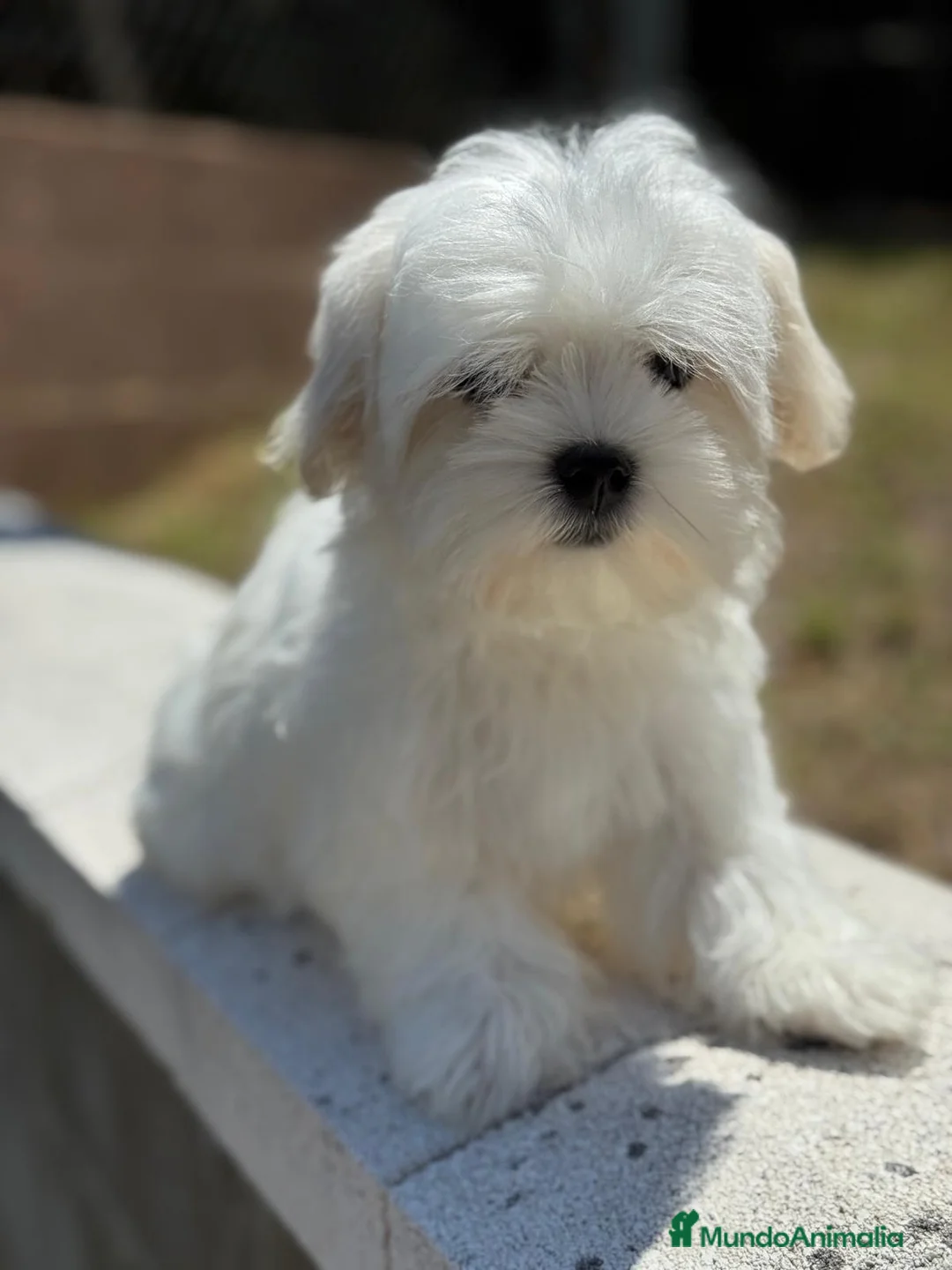 Bichón Maltés perros en venta: MALTES AMERICANO - Anuncio 4