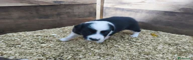 Border Collie 4