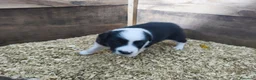 Border Collie perros en venta: Se venden border collie - Anuncio 3