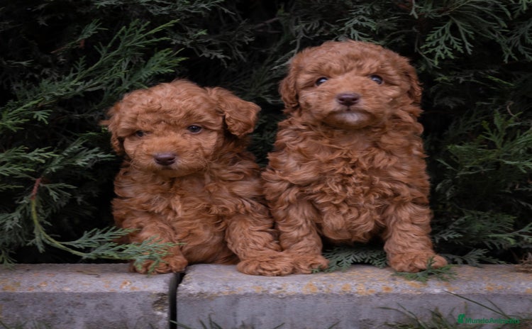 Caniche Toy perros - Propaganda 3