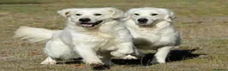 Golden Retriever perros en venta: Golden Retriever - Anuncio 10