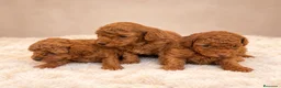 Caniche Toy perros en venta: Caniche toy  - Anuncio 2