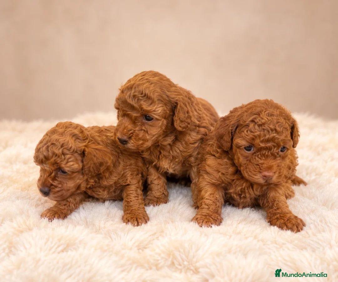 Caniche Toy perros en venta: Caniche toy  - Anuncio 2