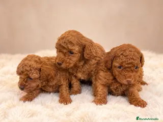 Caniche Toy perros Caniche toy - Anuncio 2