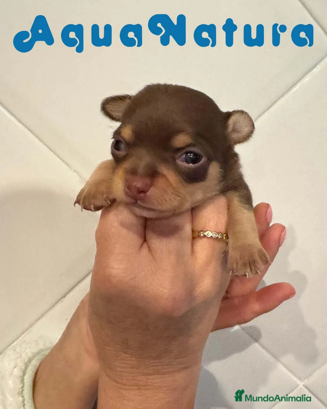 Chihuahua perros en venta: Chihuahua Macho de Clarita y Choc AQUANATURA - Anuncio 5