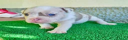 American Bully perros en venta: American Bully Pocket  - Anuncio 3
