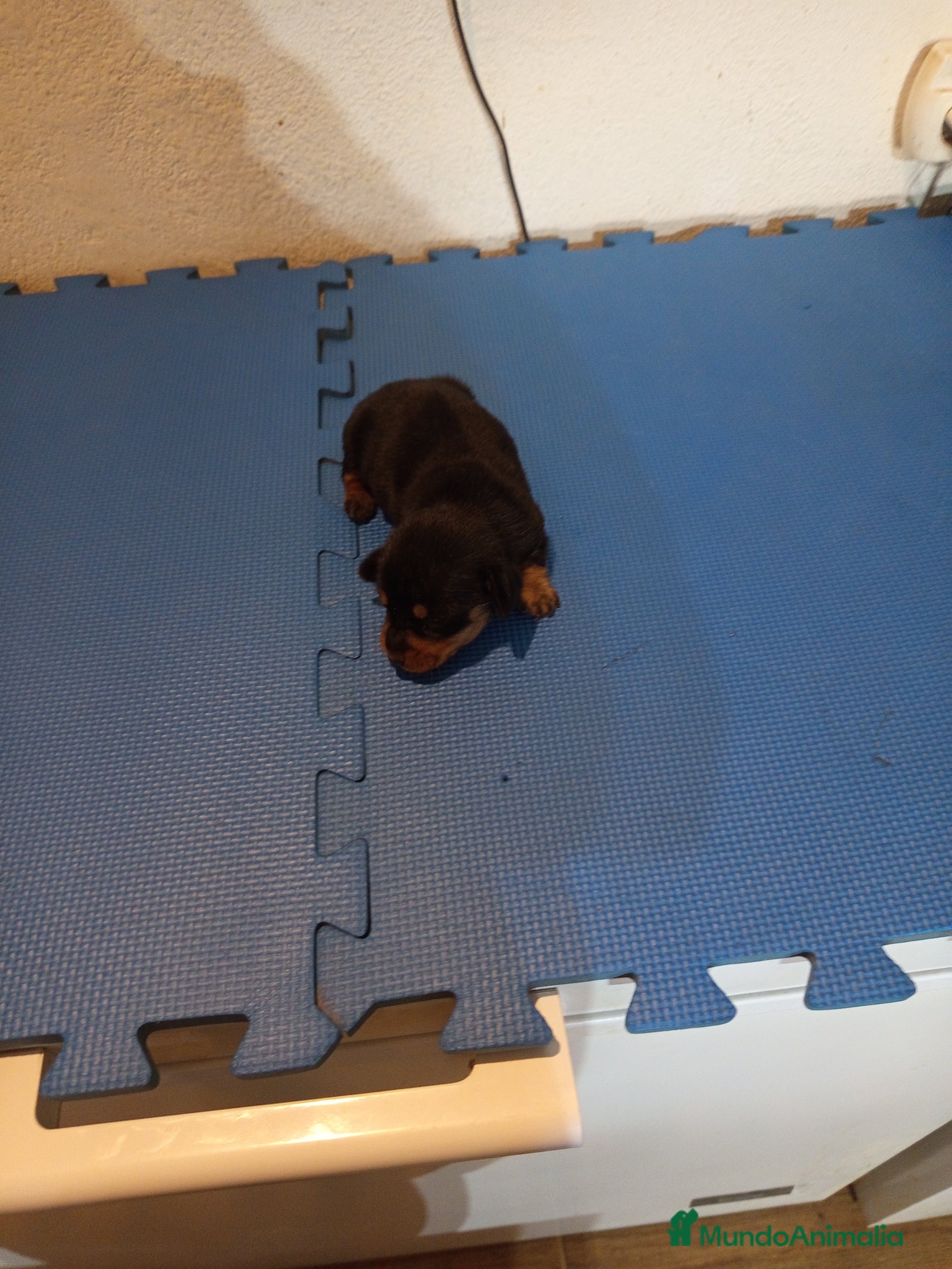 Teckel Miniatura perros Preciosa cachorrita de teckel miniatura  - Anuncio 2