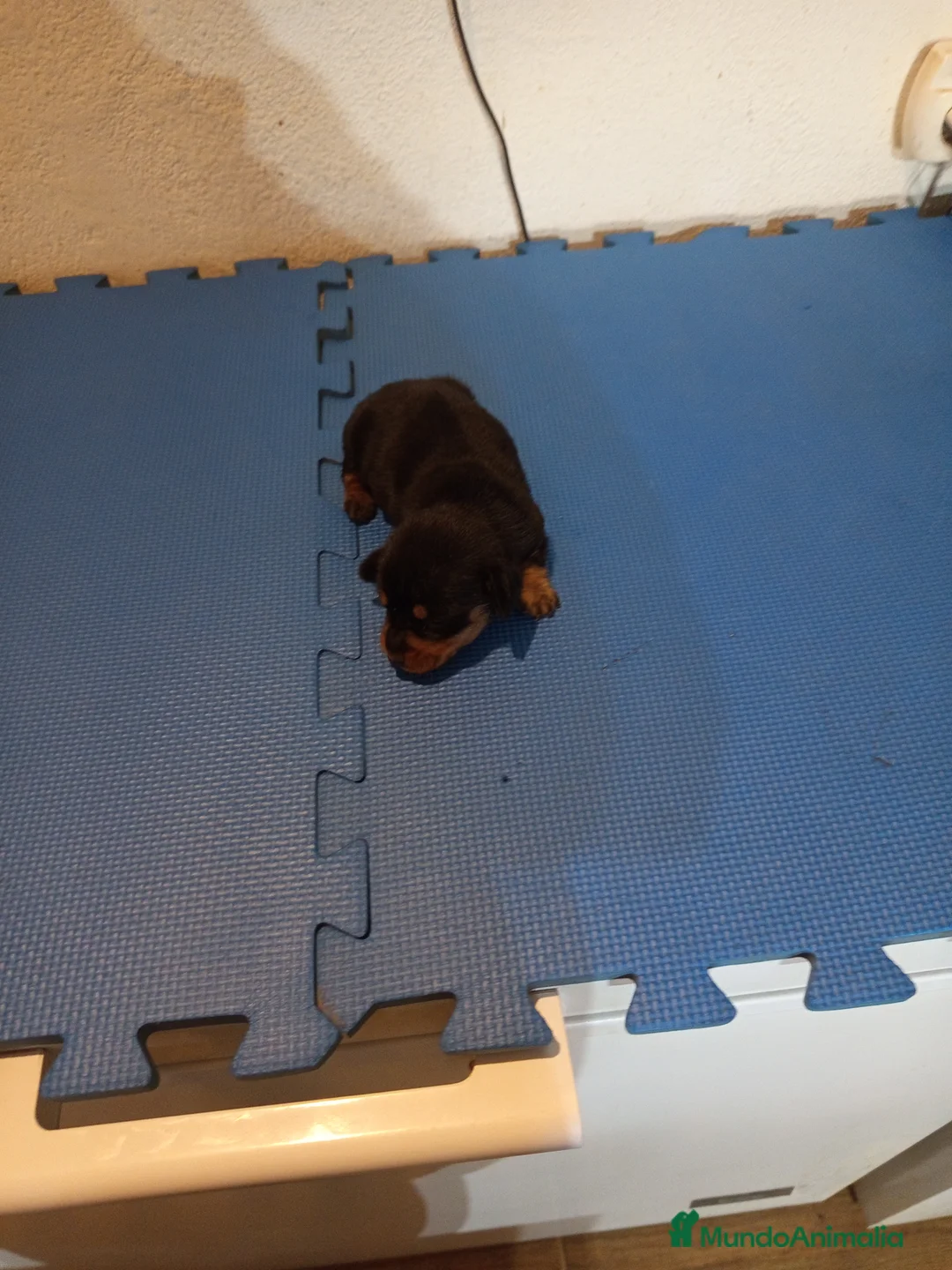 Teckel Miniatura perros en venta: Preciosa cachorrita de teckel miniatura  - Anuncio 1