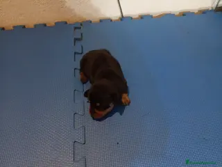 Teckel Miniatura perros en venta: Preciosa cachorrita de teckel miniatura - Anuncio 1