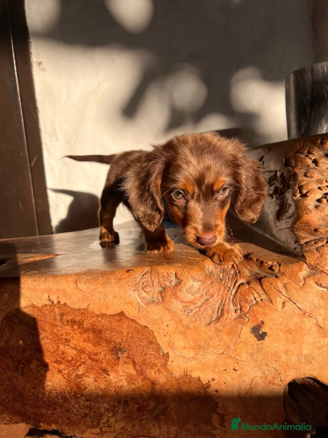 Teckel Miniatura perros en venta: TECKEL ARLEQUIN PELO LARGO  - Anuncio 1