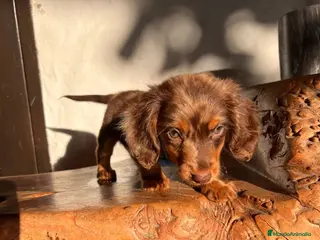 Teckel Miniatura perros TECKEL ARLEQUIN PELO LARGO - Anuncio 5