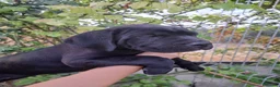 Cane Corso perros en venta: Cane Corso  - Anuncio 3