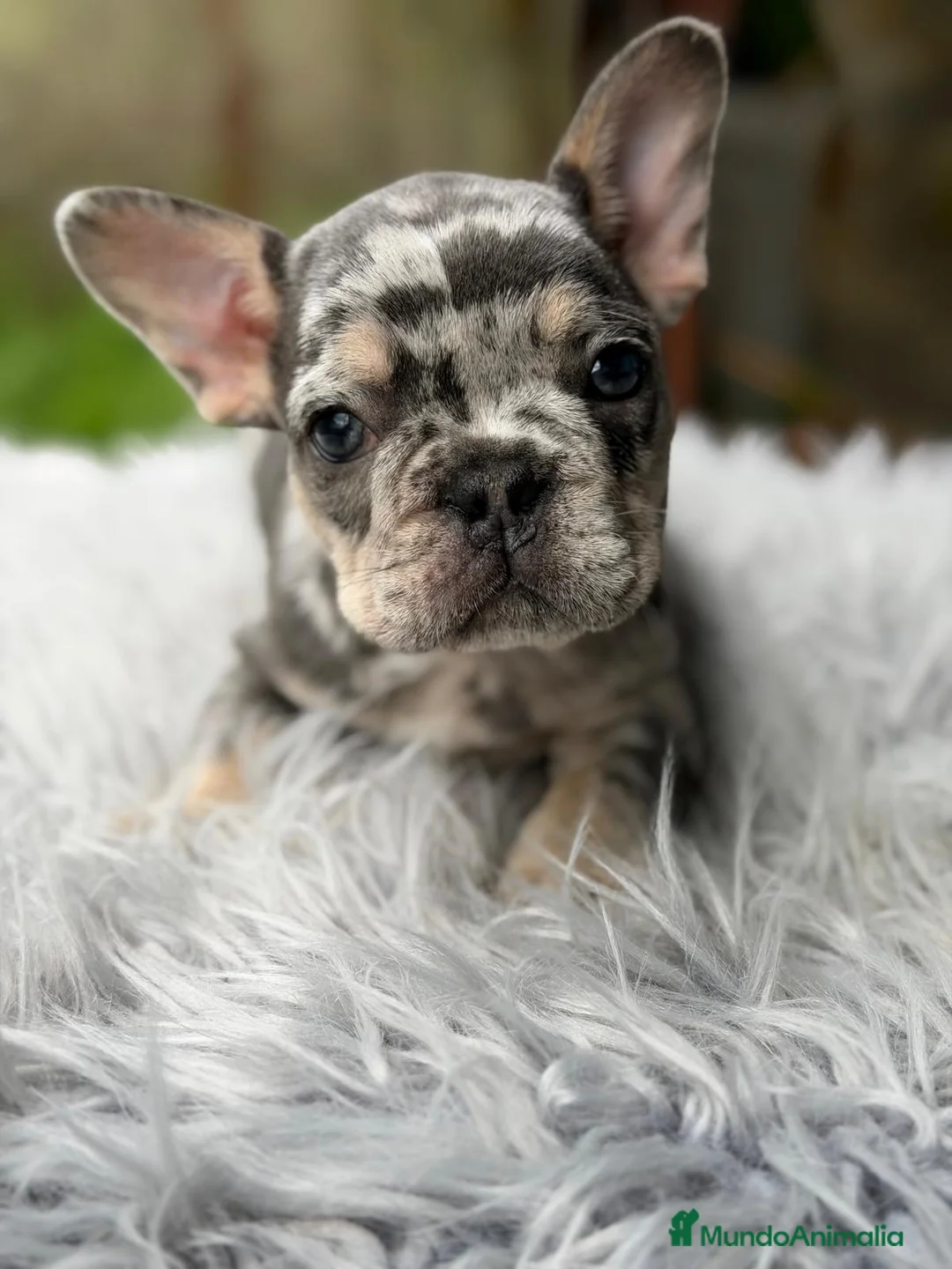 Bulldog Francés perros en venta: BULLDOG FRANCÉS MERLÉ MACHO - Anuncio 1