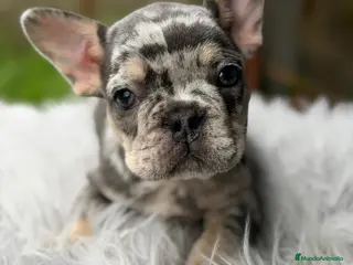Bulldog Francés perros BULLDOG FRANCÉS MERLÉ MACHO - Anuncio 2