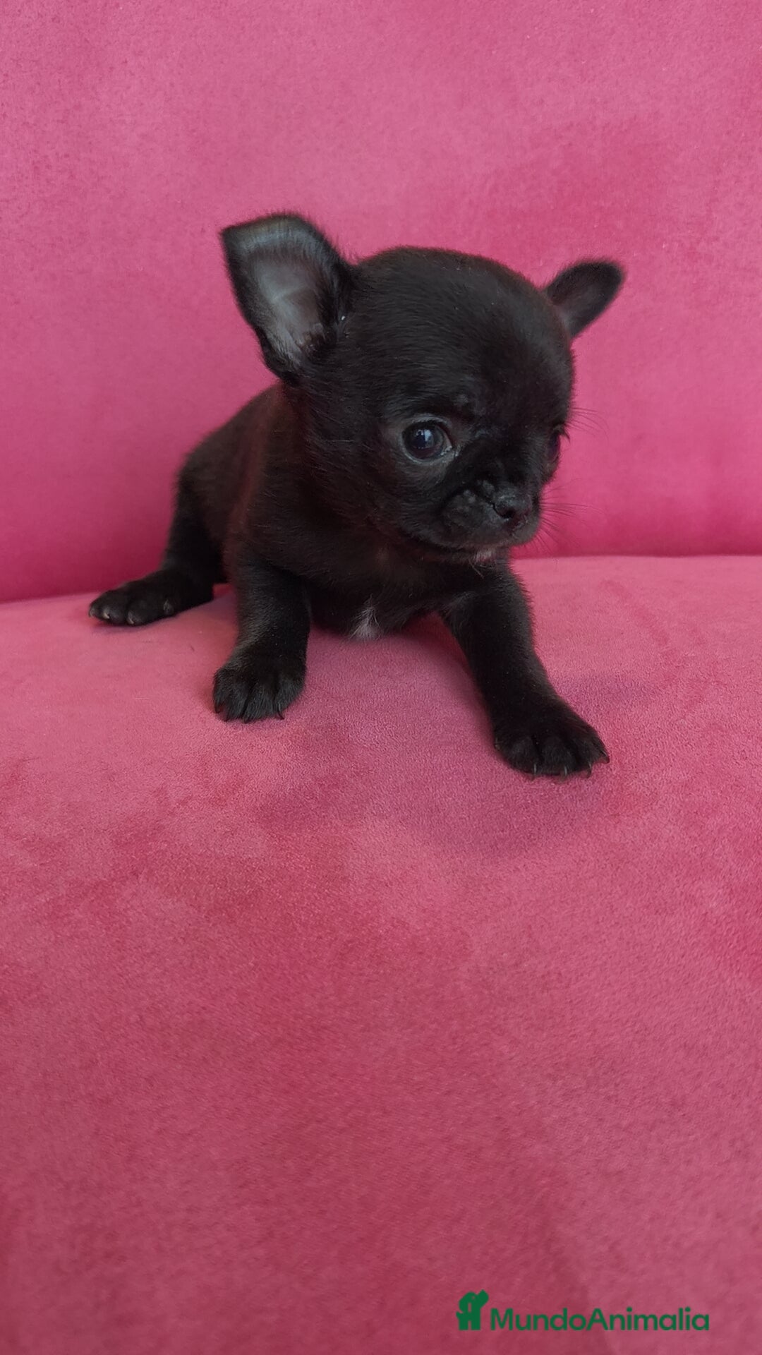Chihuahua perros en venta: Chihuahuas Toy  - Anuncio 1