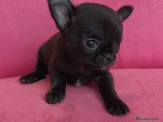 Chihuahua perros Chihuahuas Toy - Anuncio 6