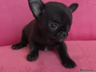 Chihuahua perros Chihuahuas Toy - Anuncio 18