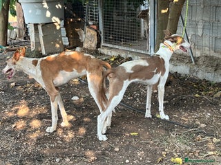 Podenco Ibicenco perros - Anuncio 1