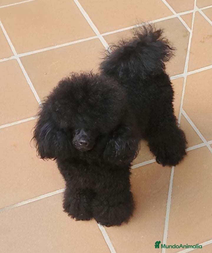 Caniche Toy perros Caniches Toy - Anuncio 27