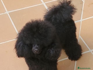 Caniche Toy perros Caniches Toy - Anuncio 1