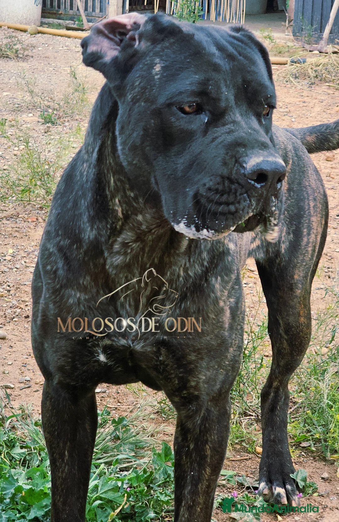 Imagen de galería {{count}}