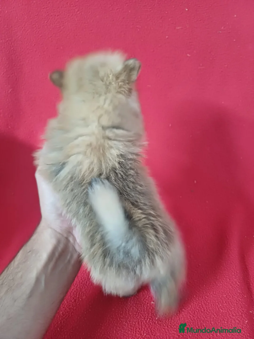Pomerania perros en venta: Pomerania Mini Sable - Anuncio 3