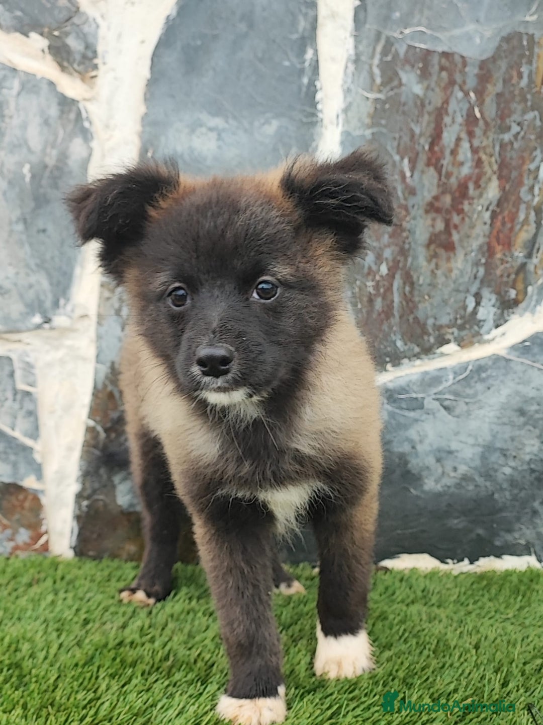 Raza Mixta perros en venta: BORDERPOM  - Anuncio 2